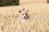CORGI PEMBROKE 072